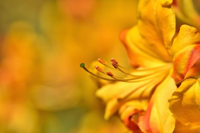 fleur