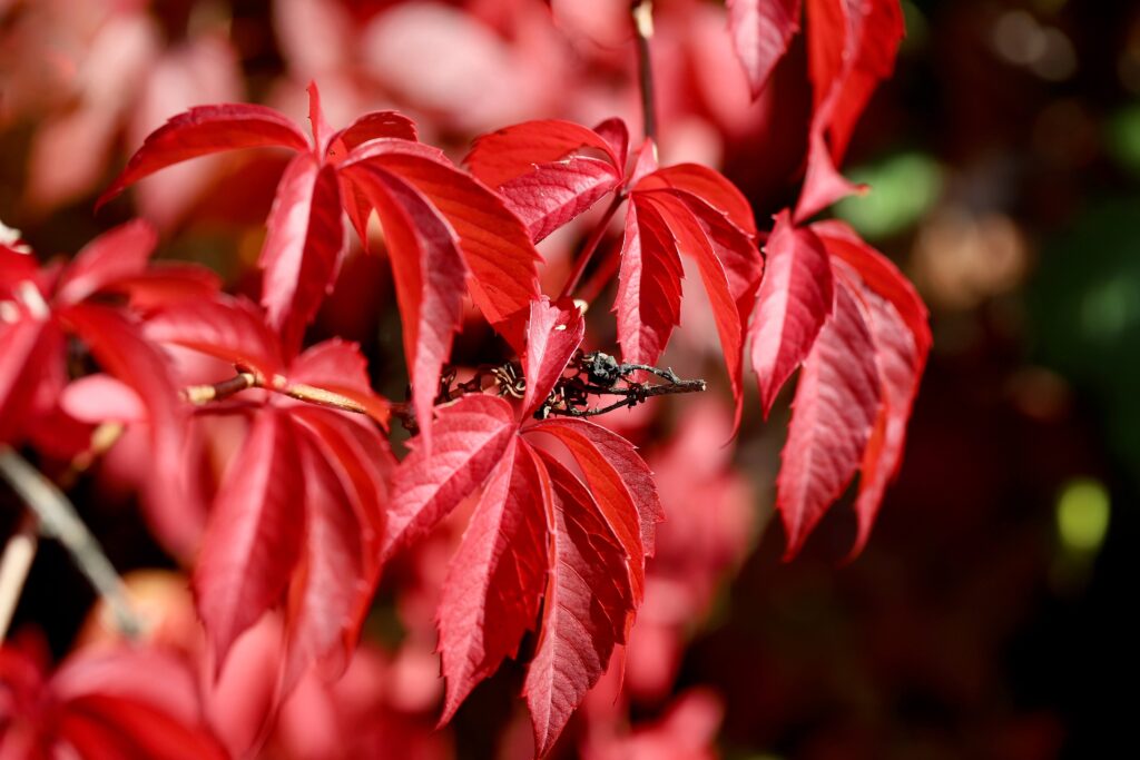Drainage lymphatique flora naturopathe